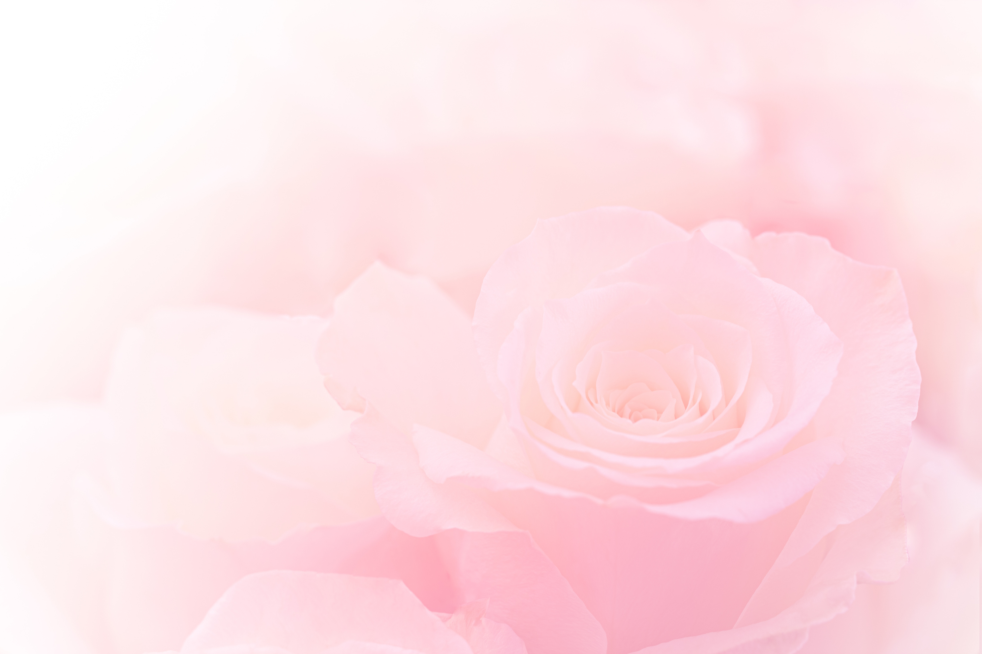 Pink Roses Flowers Bouquet on light pink background. soft filter.